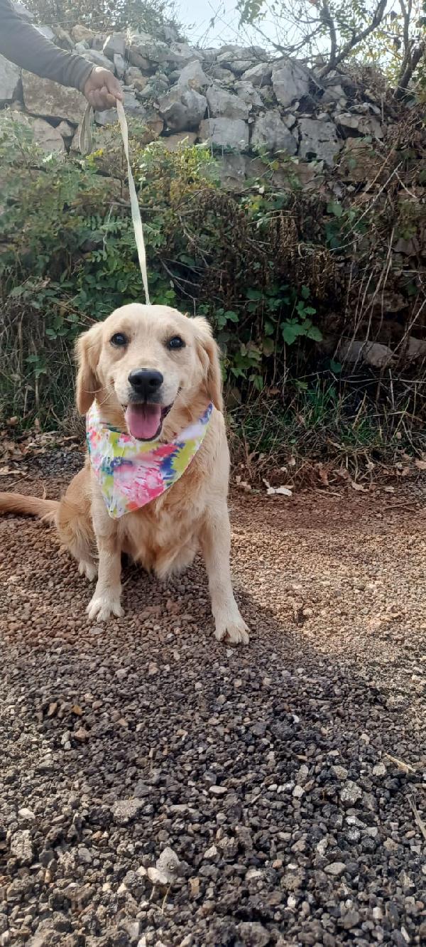 Cindrella, Una Splendida Golden Retriever 